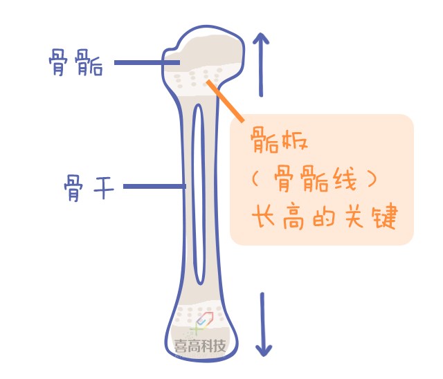 重啟骨骺線~你看起來很誘人！_11.png