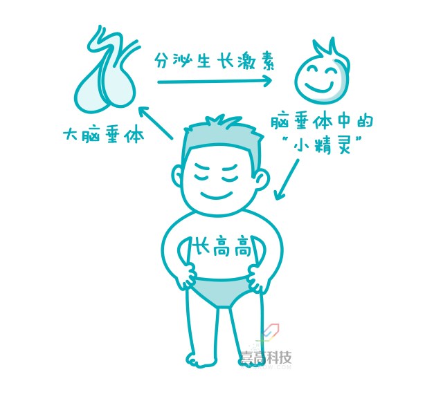 一網(wǎng)打盡︱打生長激素有副作用嗎？_02.png