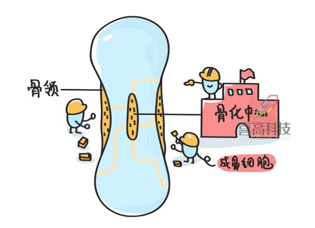 11.22看完大樓建造過程，就知道孩子是怎么長高的-_05.png